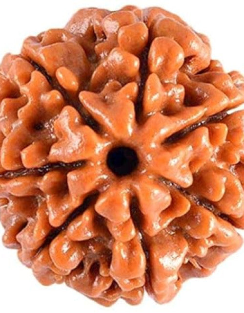 Seven Mukhi Rudraksha bead Original